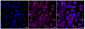 KD-Validated Anti-CLPP Rabbit Monoclonal Antibody